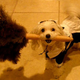 Illustration for article titled The 40 Sluttiest Dog Halloween Costumes